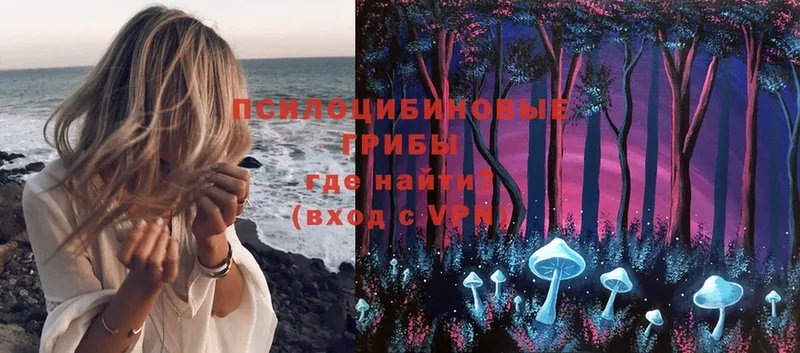 Псилоцибиновые грибы Psilocybe  Княгинино 